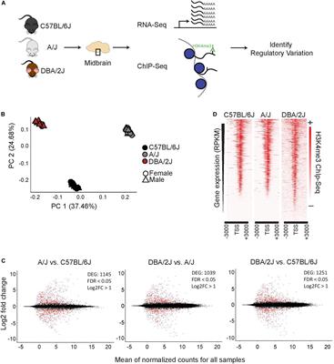 Pituitary Tumor Transforming Gene 1 Orchestrates Gene Regulatory Variation in Mouse Ventral Midbrain During Aging